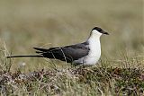 Long-tailed Jaegerborder=